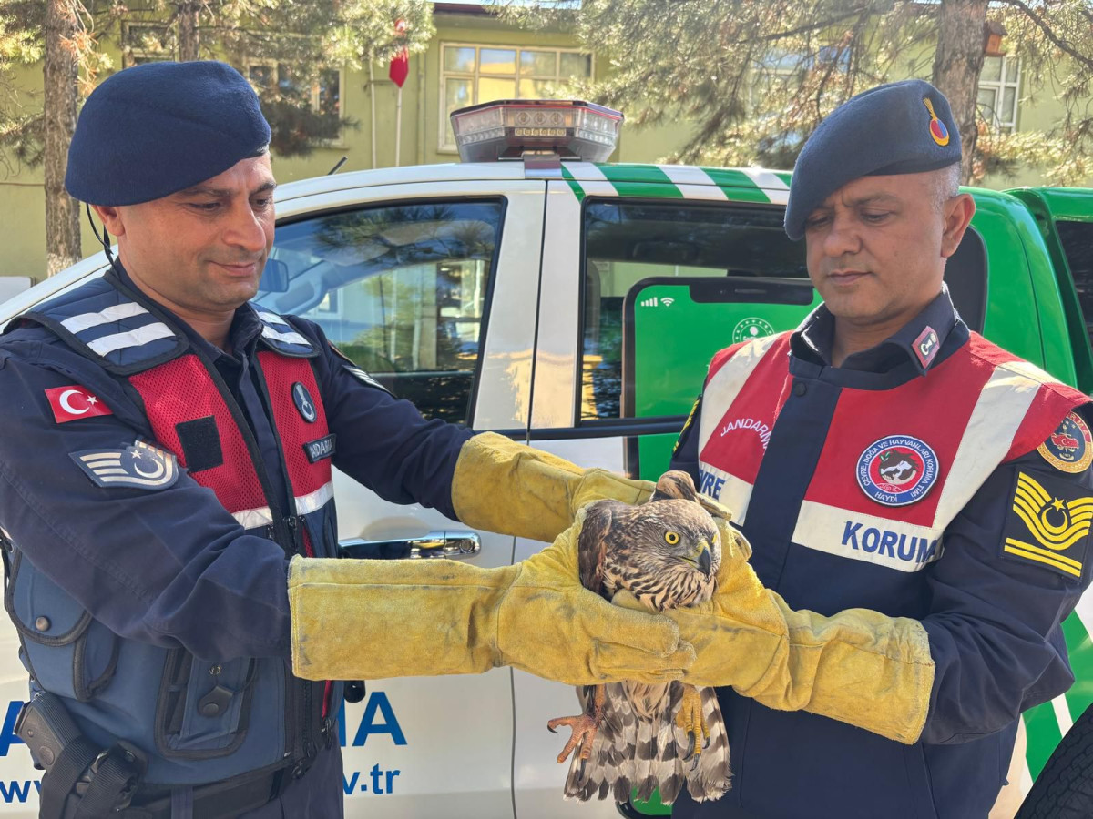 Yabani Kızıl Şahin Koruma Altına Alındı